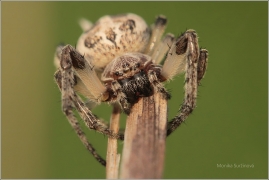 <p>KŘIŽÁK RÁKOSNÍ (Larinioides cornutus) ---- /Furrow spider - Schilfradspinne/</p>
